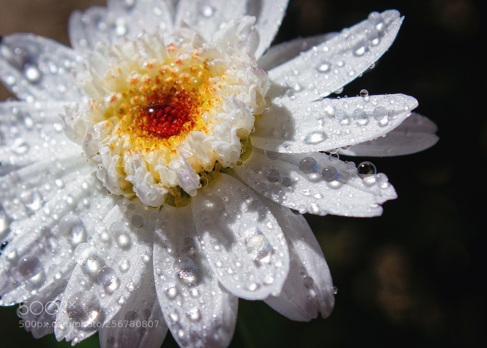 Canon EOS 1200D (EOS Rebel T5 / EOS Kiss X70 / EOS Hi) sample photo. Rain drops on the photography