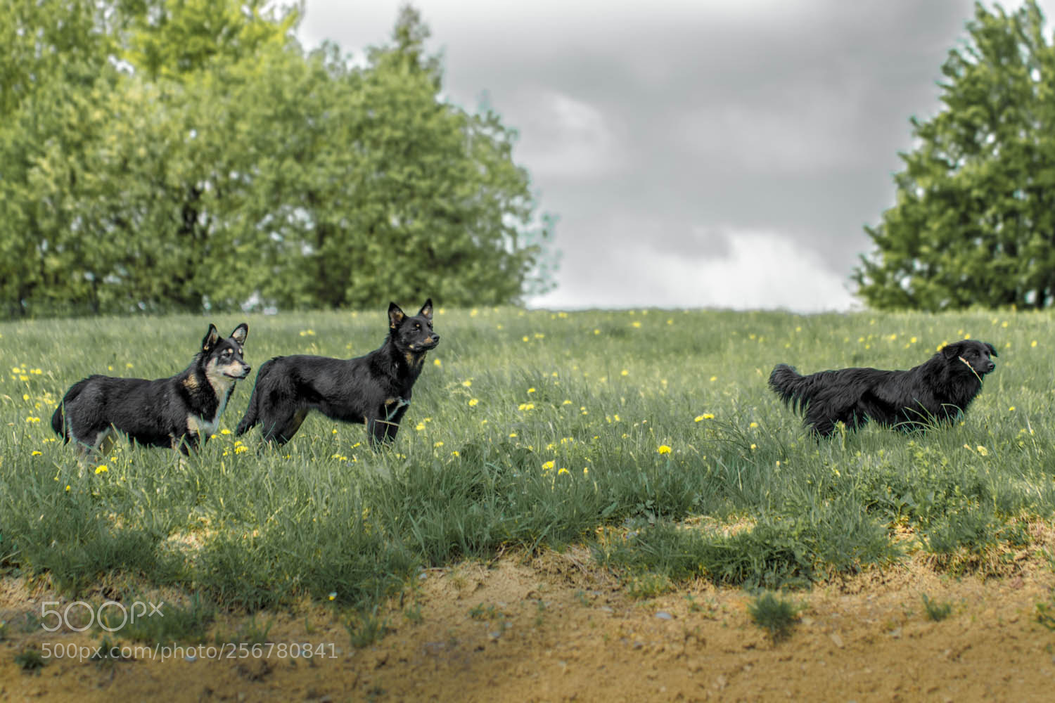 Nikon D3300 sample photo. Les trois #2 photography