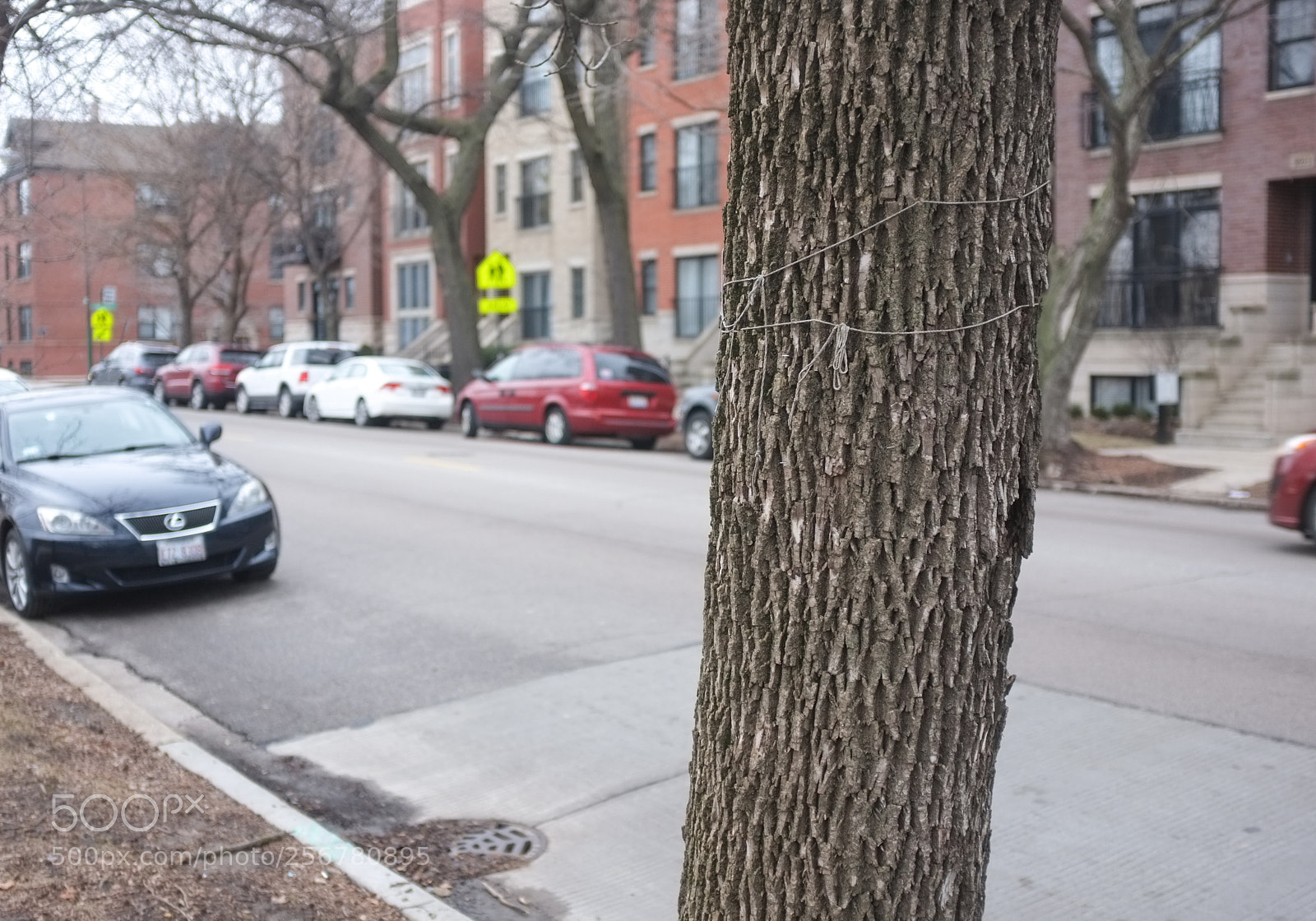 Fujifilm FinePix X100 sample photo. String tree 4 photography