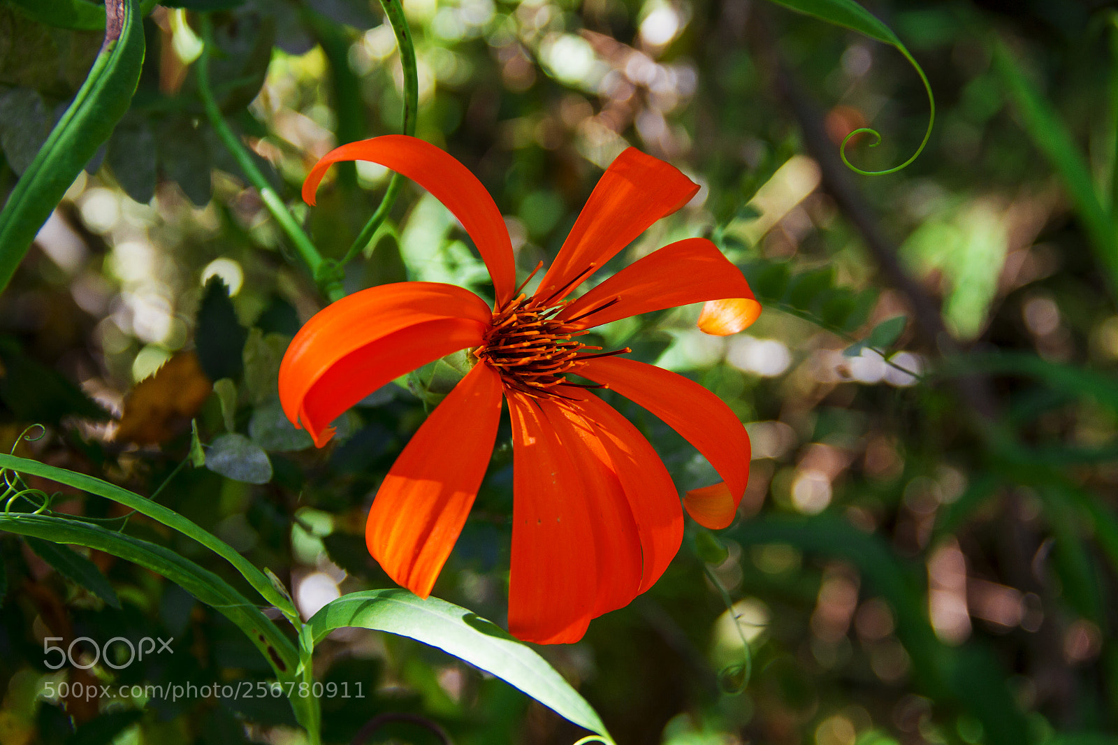 Canon EOS 7D sample photo. Flor photography
