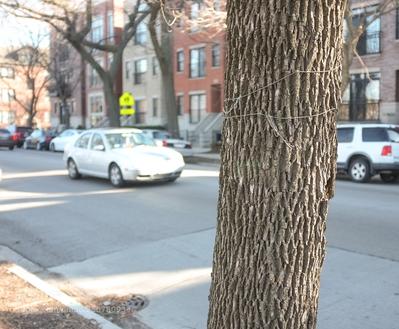 Fujifilm FinePix X100 sample photo. String tree 5 photography