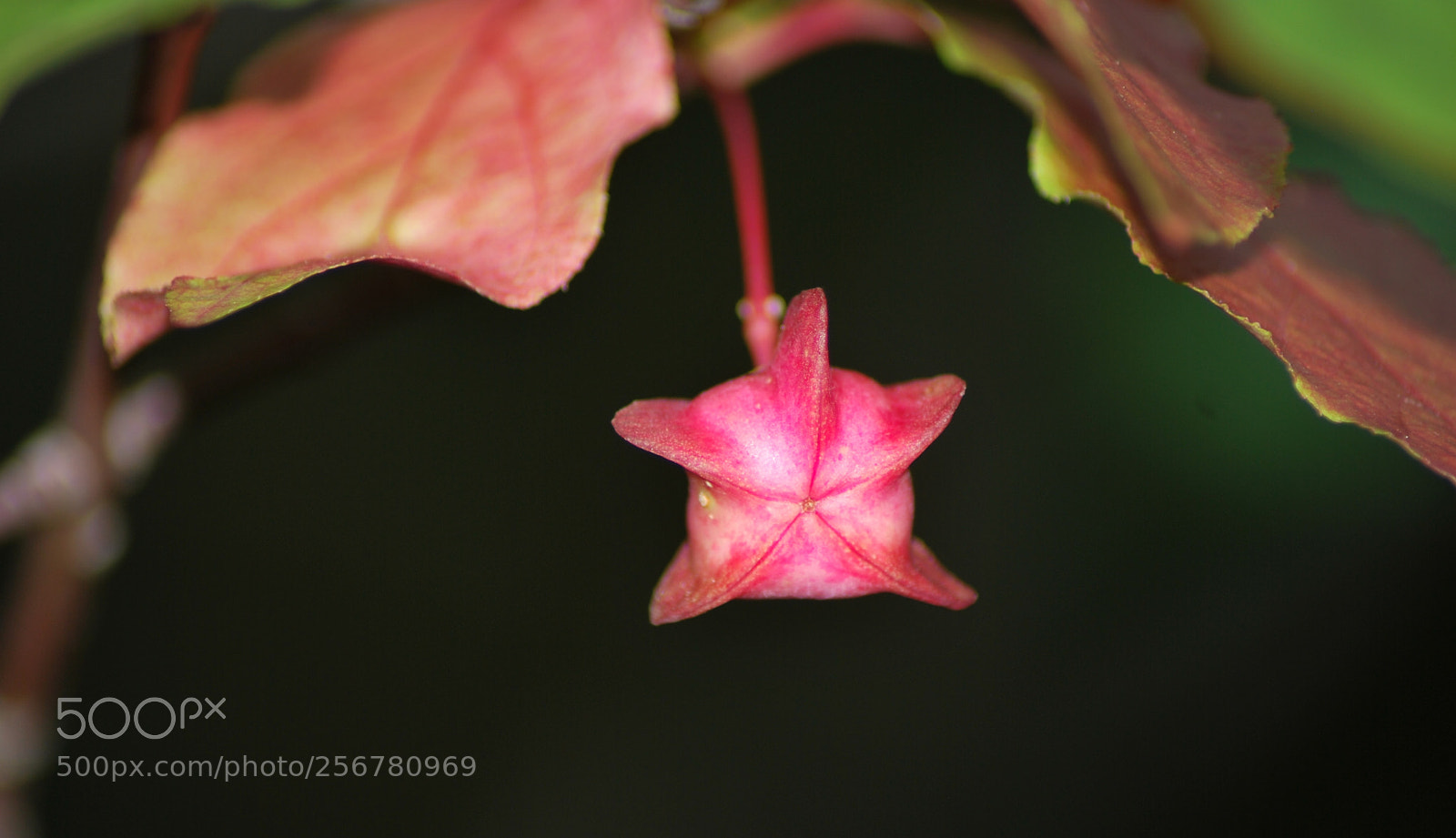 Nikon D60 sample photo. Version photography