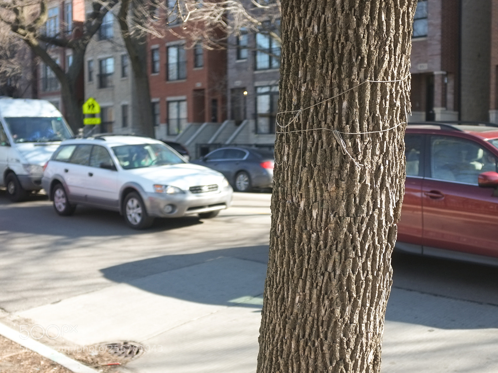Fujifilm FinePix X100 sample photo. String tree 6 photography