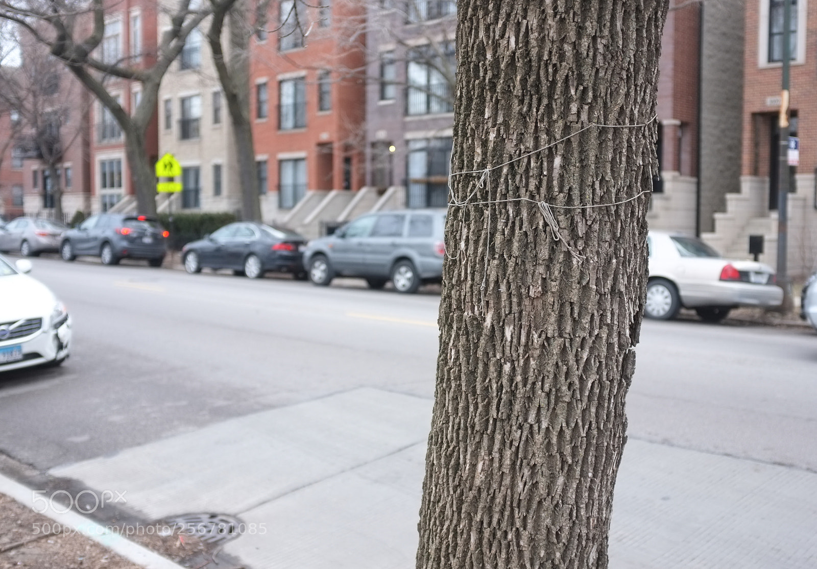 Fujifilm FinePix X100 sample photo. String tree 7 photography