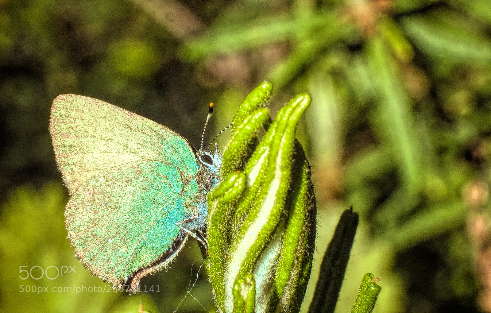 Fujifilm X-E1 sample photo. Enjoying marsh labrador tea photography