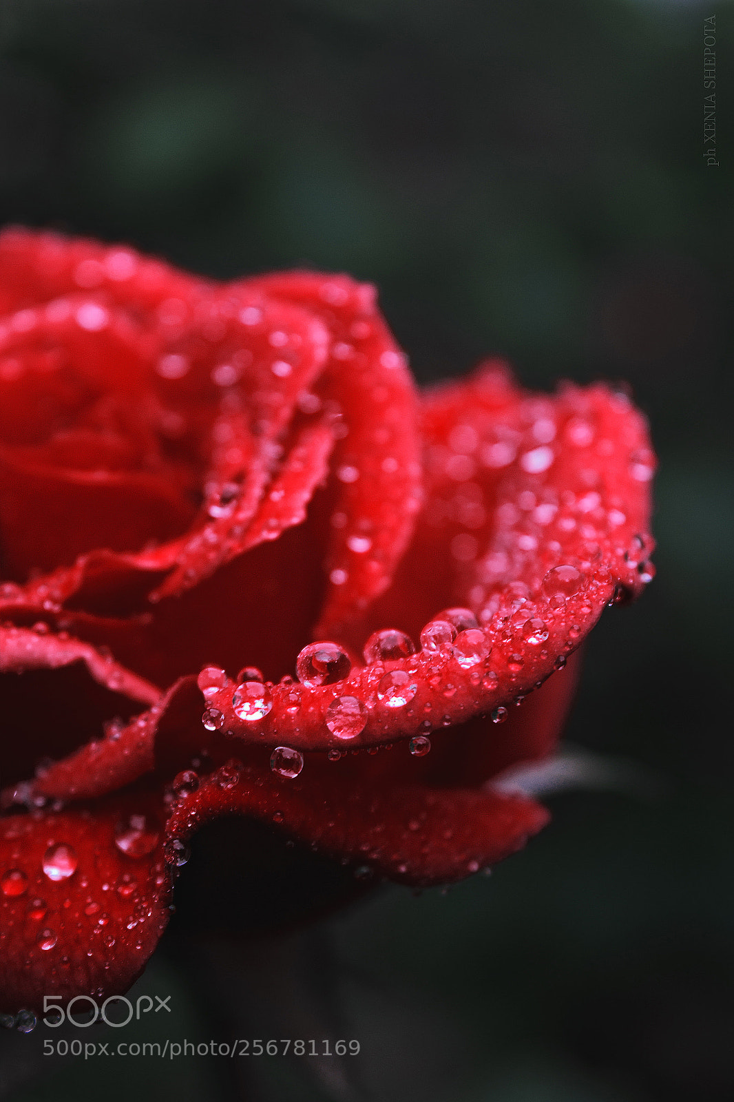 Canon EOS 1200D (EOS Rebel T5 / EOS Kiss X70 / EOS Hi) sample photo. Rain drops on the photography