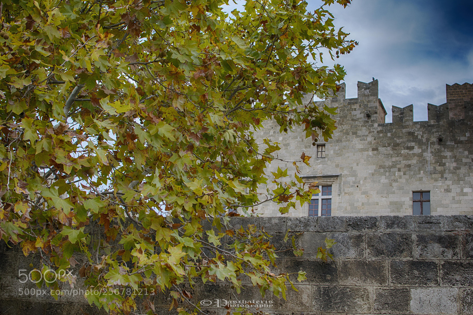 Nikon D3300 sample photo. Tree outside grand magister's photography
