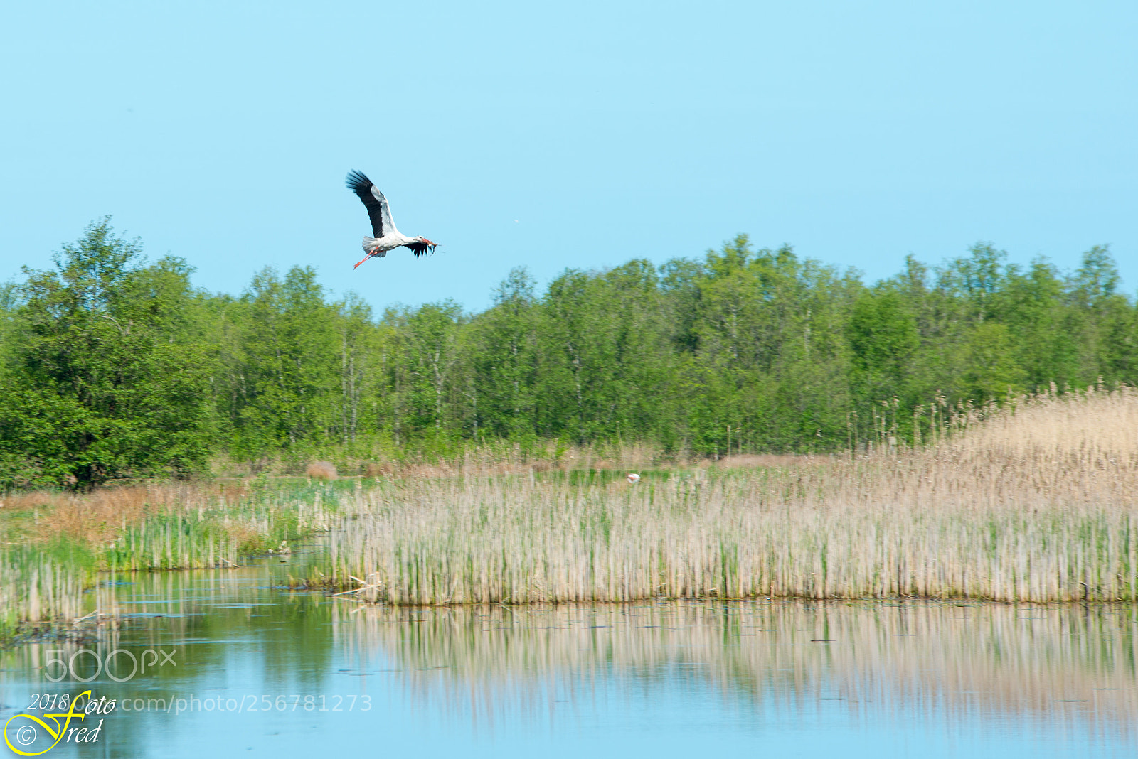 Nikon D800 sample photo. Returning to the nest photography