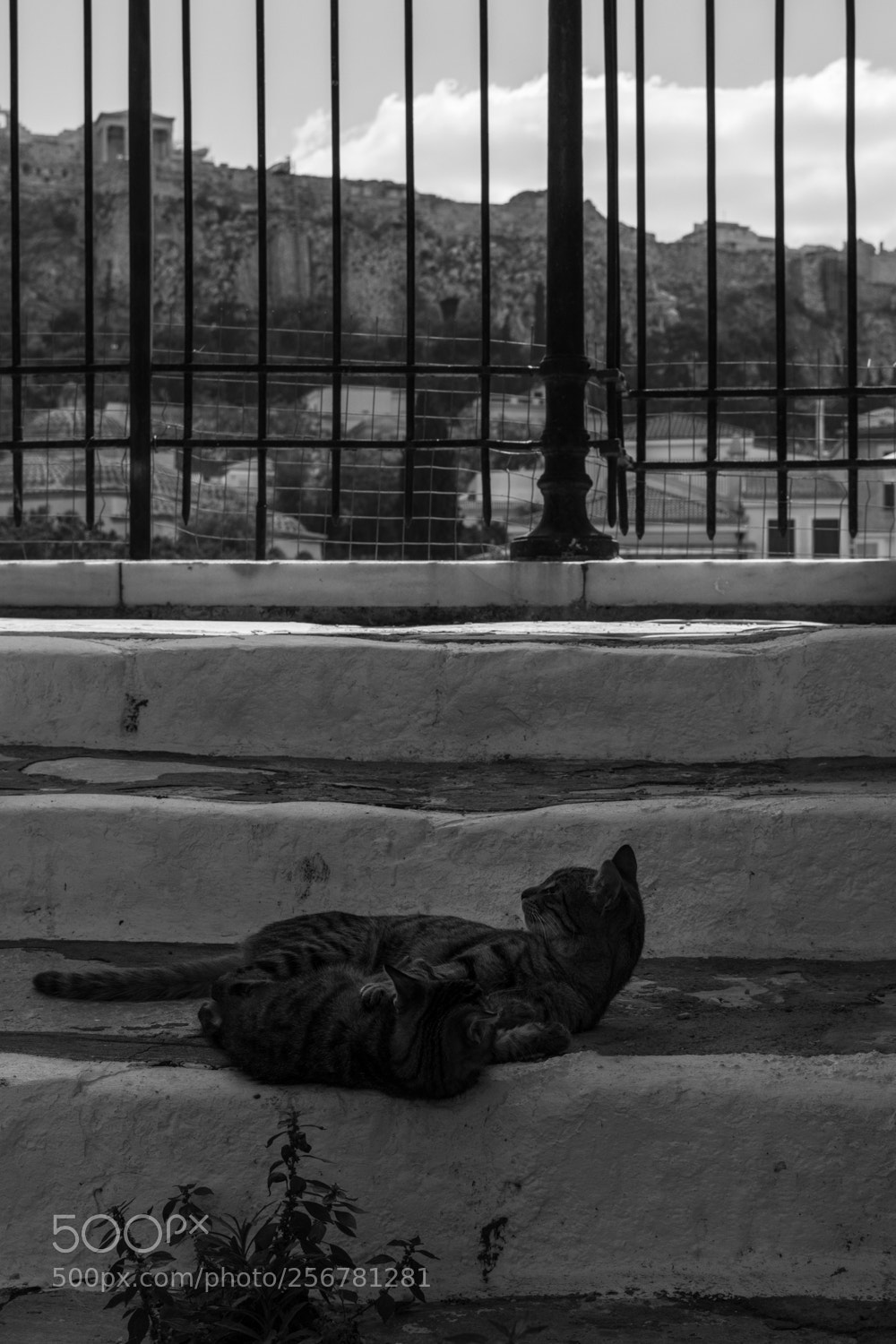 Nikon D7200 sample photo. A cat playing with photography