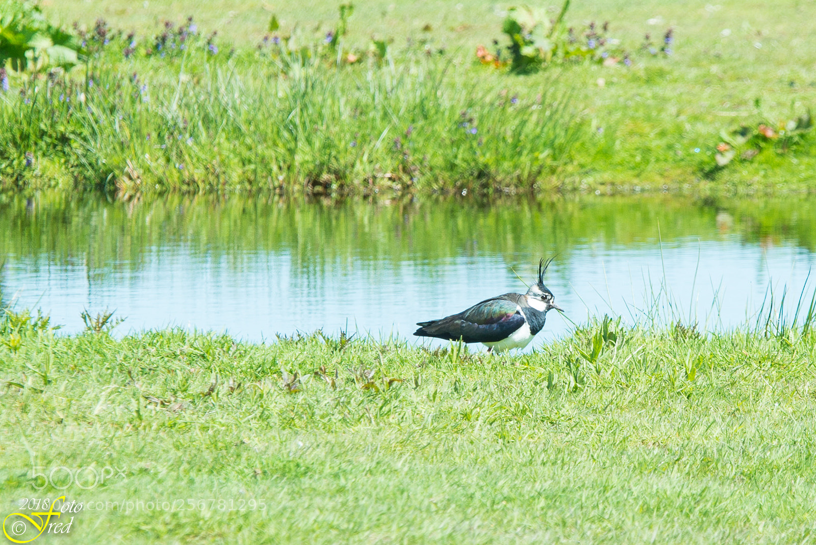 Nikon D800 sample photo. Lapwing photography