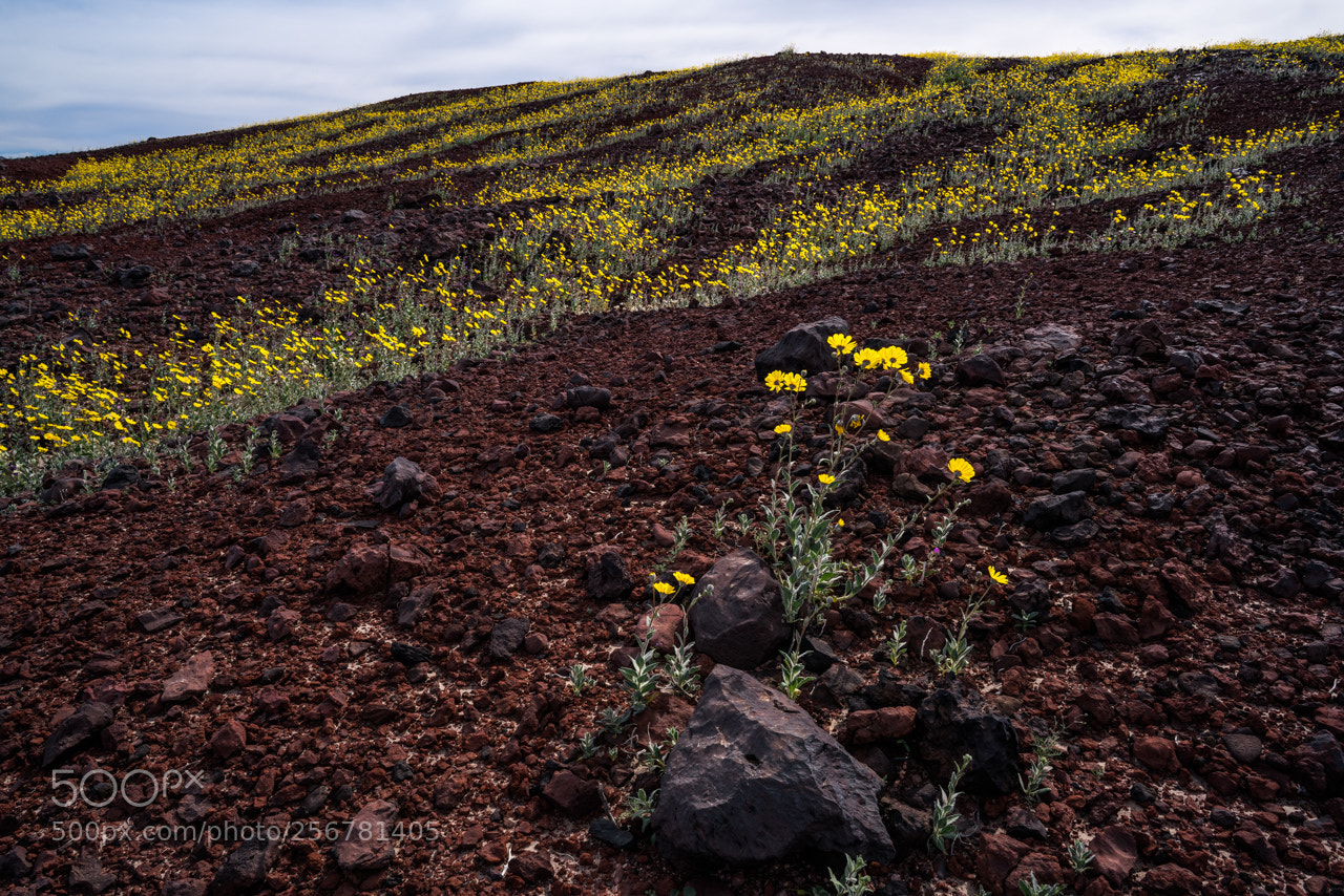 Sony a7R II sample photo. Gold flower lava photography