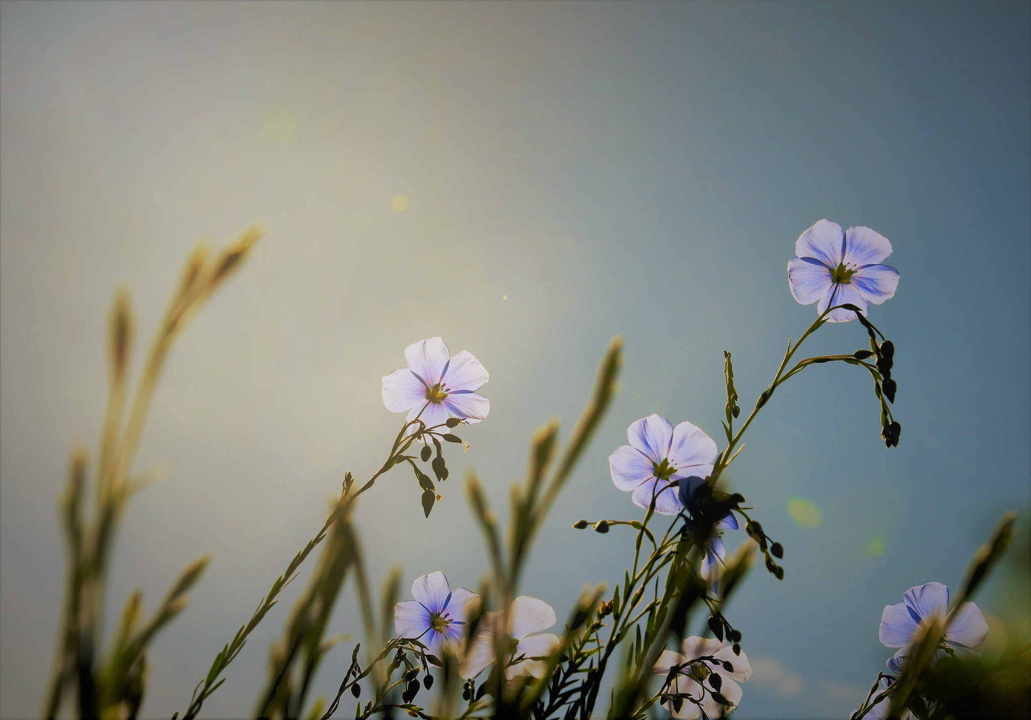 Nikon D500 sample photo. Sunlit photography