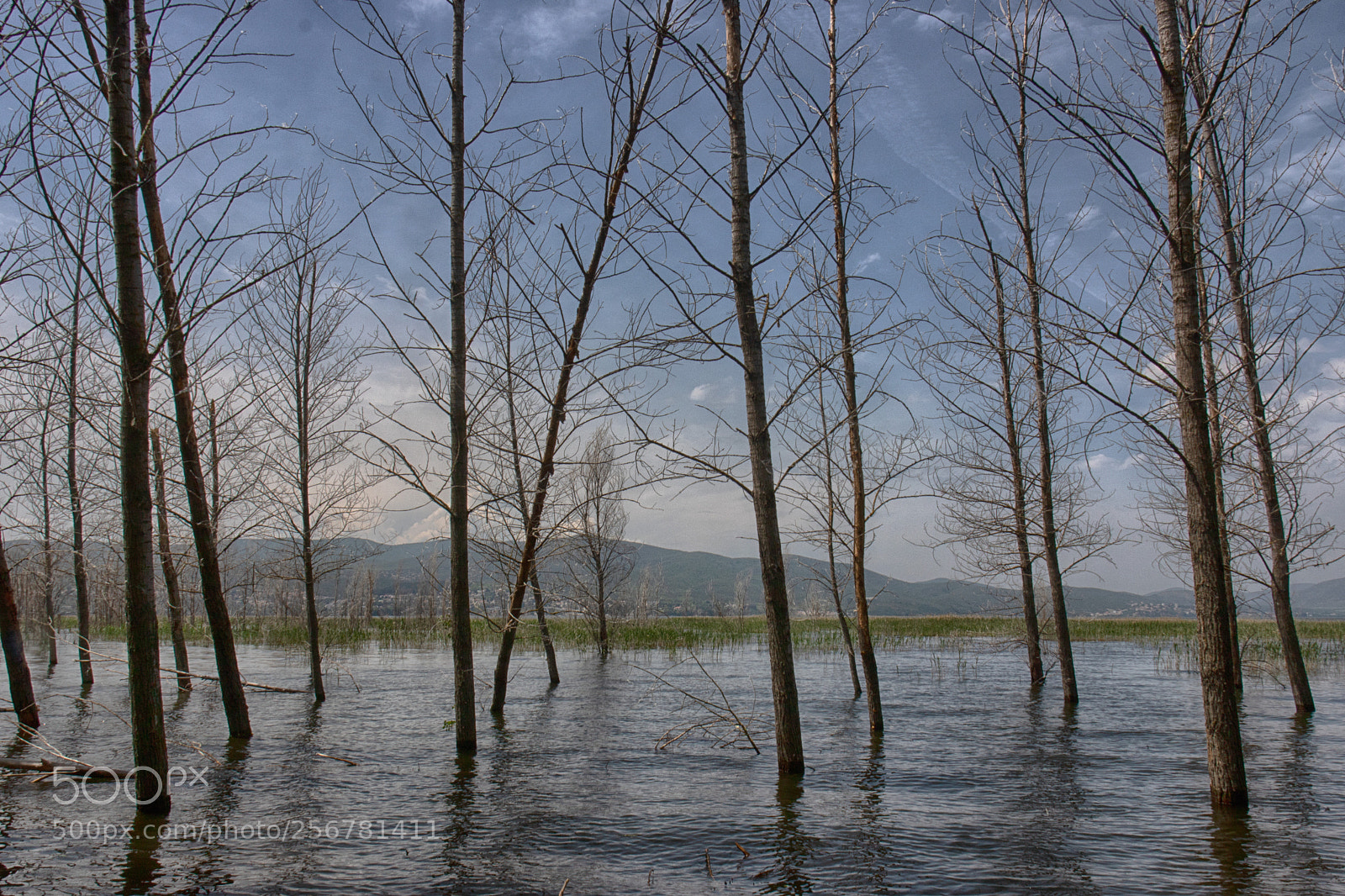 Canon EOS 760D (EOS Rebel T6s / EOS 8000D) sample photo. Trees in the water photography