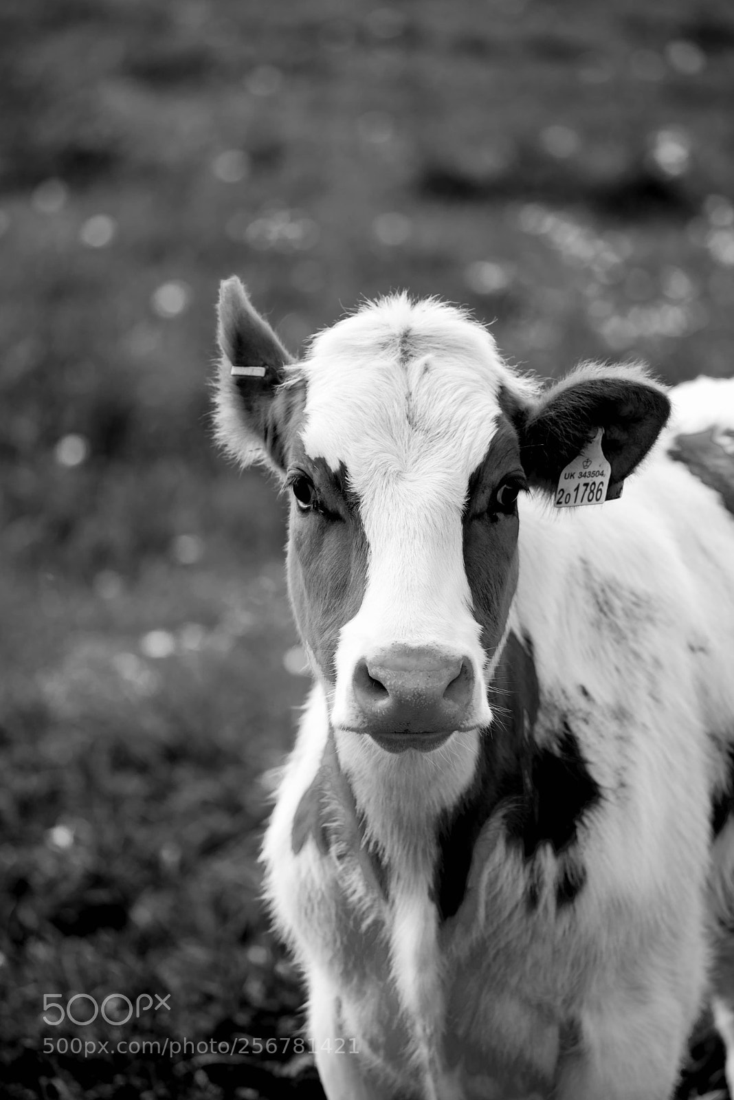 Nikon D750 sample photo. Pinned black photography