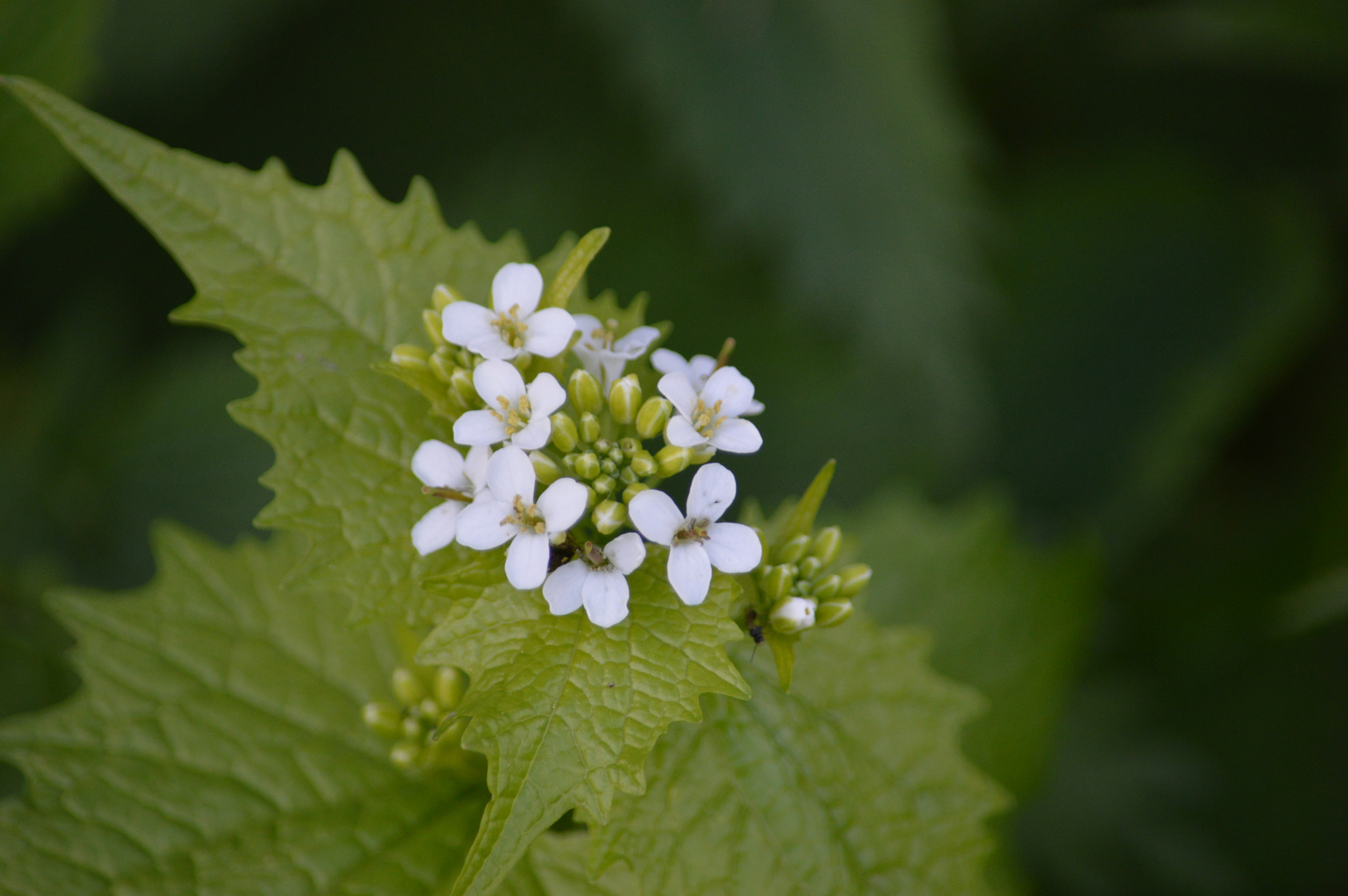 Nikon D3200 sample photo. Wild garlic photography