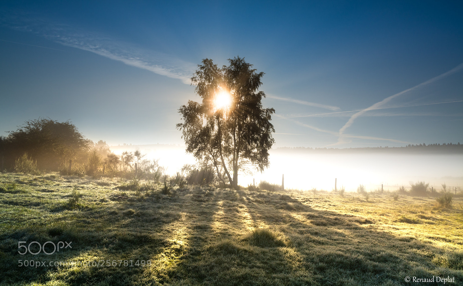Nikon D7100 sample photo. L'arbre... photography
