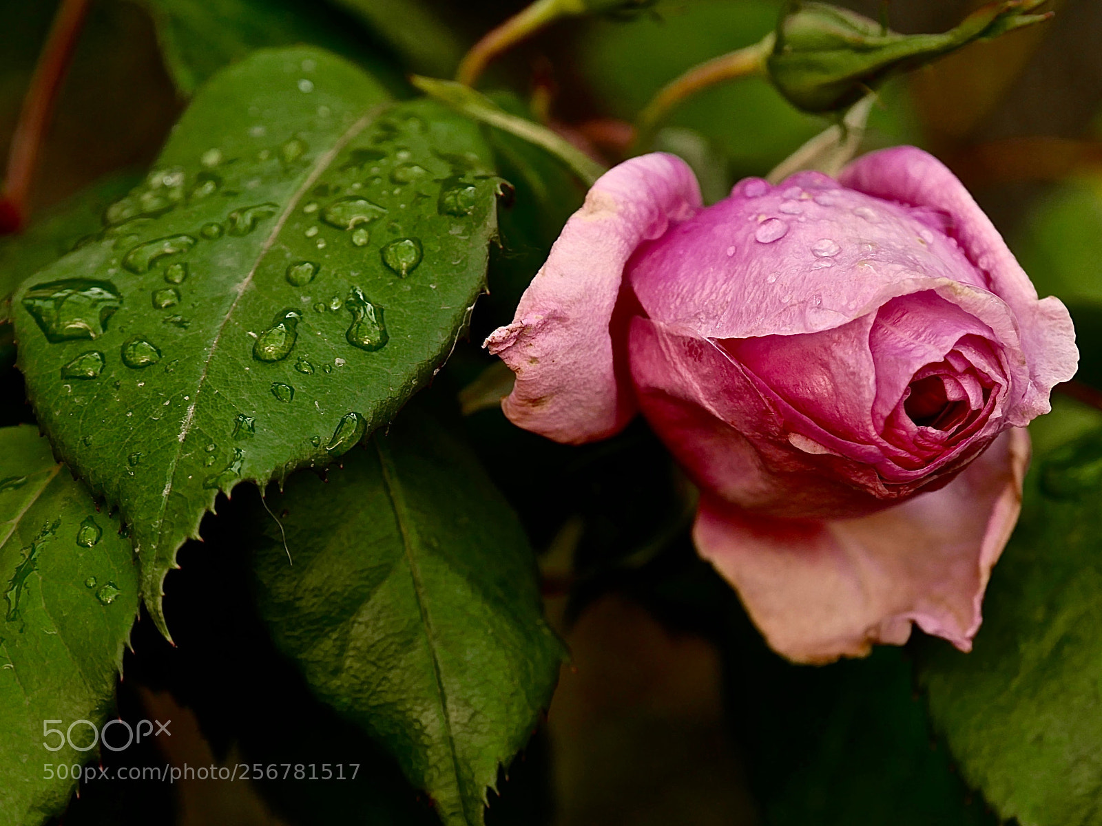 Panasonic Lumix DMC-GX85 (Lumix DMC-GX80 / Lumix DMC-GX7 Mark II) sample photo. After rain ... photography