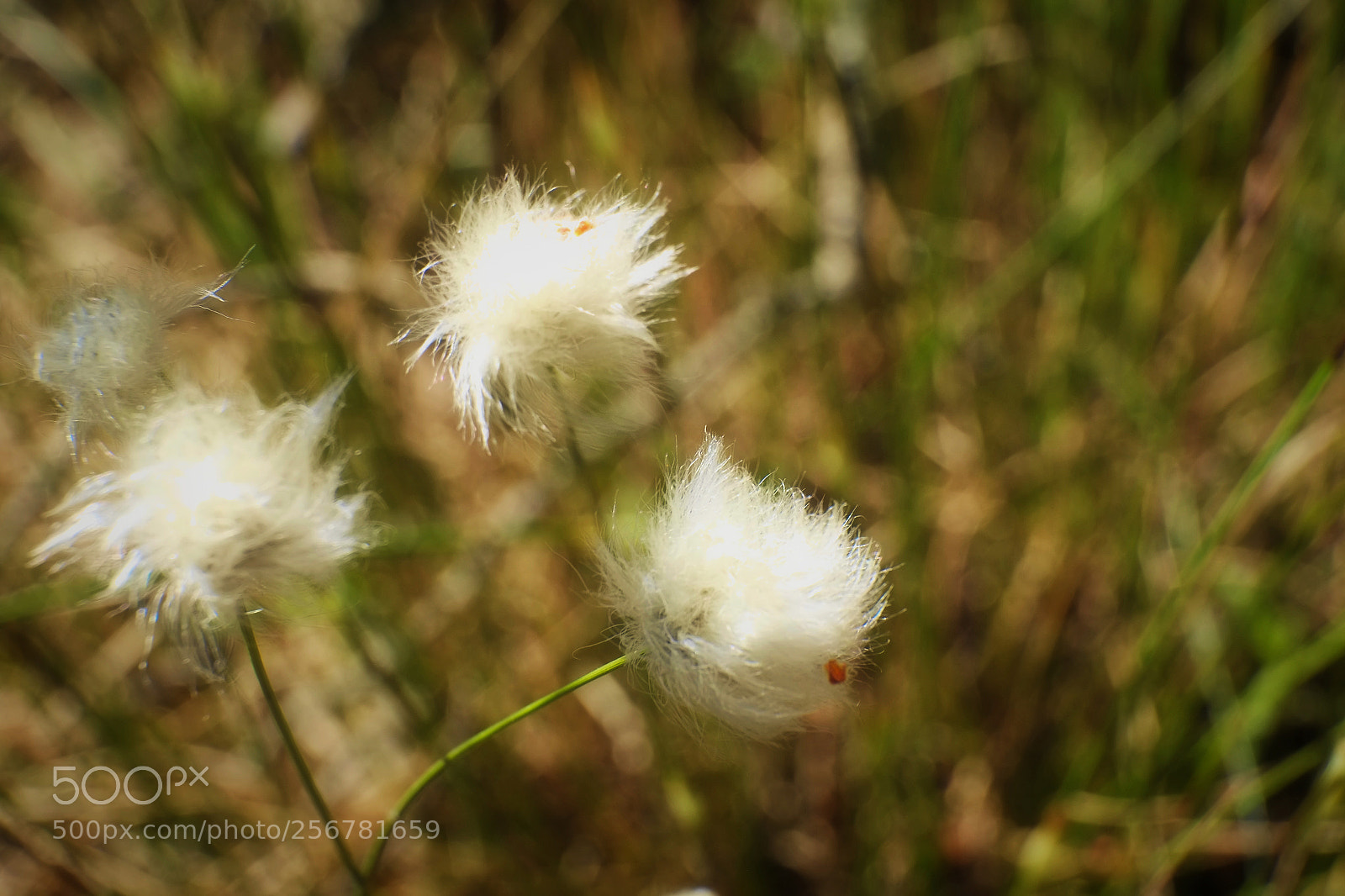 Fujifilm X-E1 sample photo. It is not cotton photography