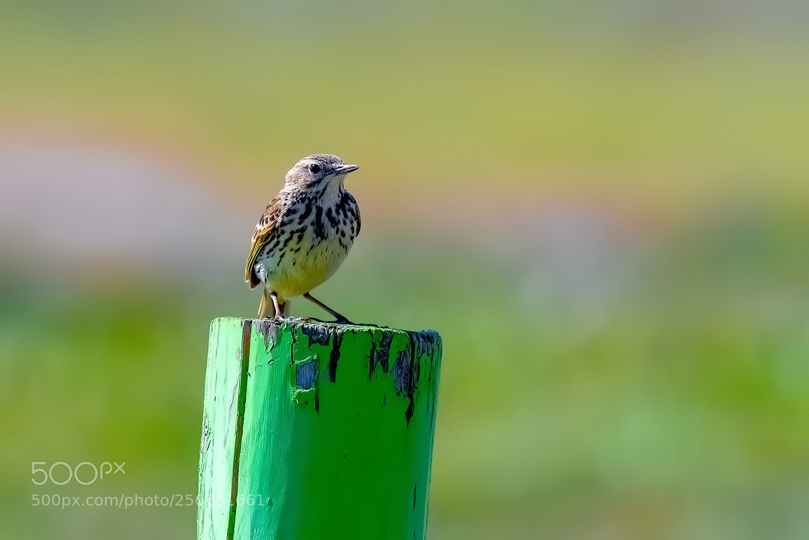 Nikon D500 sample photo. Bird on green wood photography
