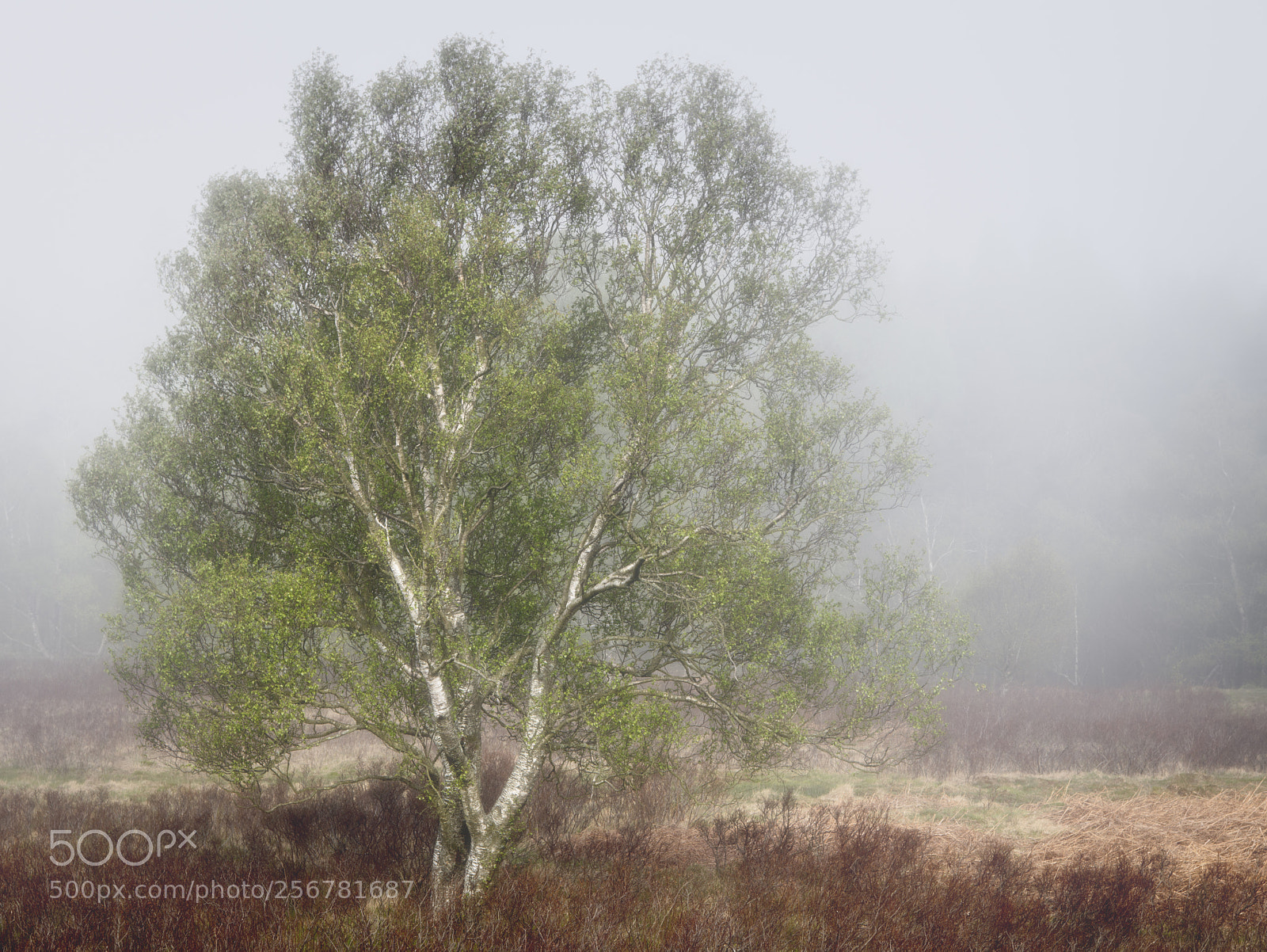 Nikon D850 sample photo. Spring birch tree photography