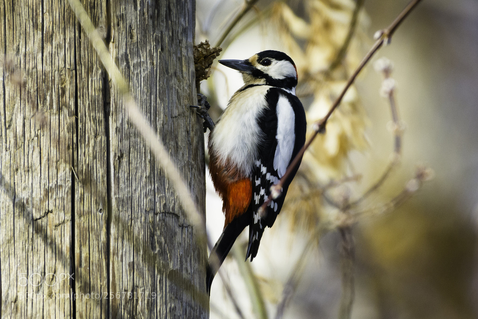 Nikon D7100 sample photo. Great spotted woodpecker photography