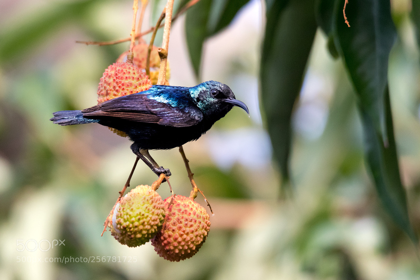 Canon EOS 7D Mark II sample photo. Purple sunbird photography