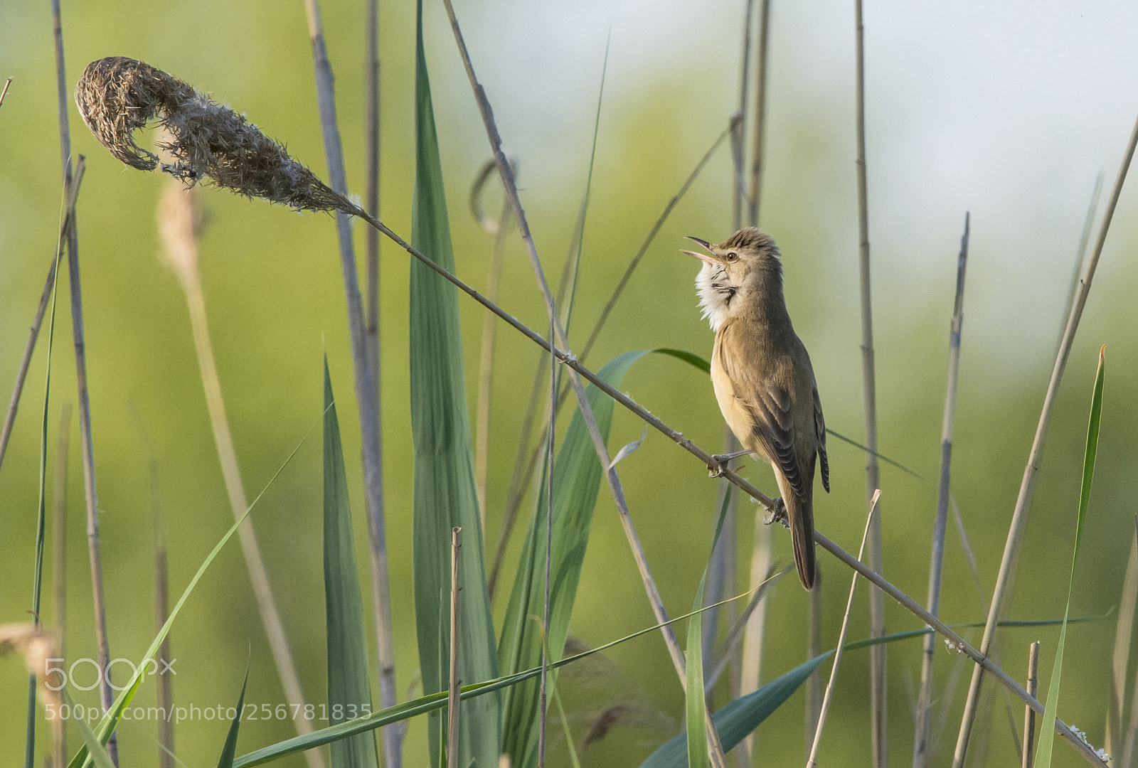 Nikon D7100 sample photo. Great reed warbler photography