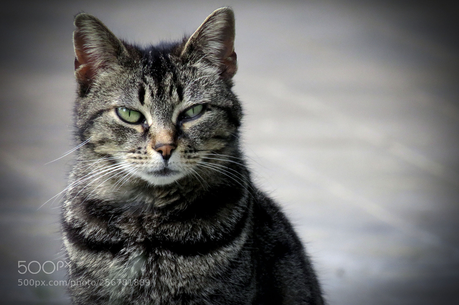 Canon PowerShot SX540 HS sample photo. Mr. tigro photography