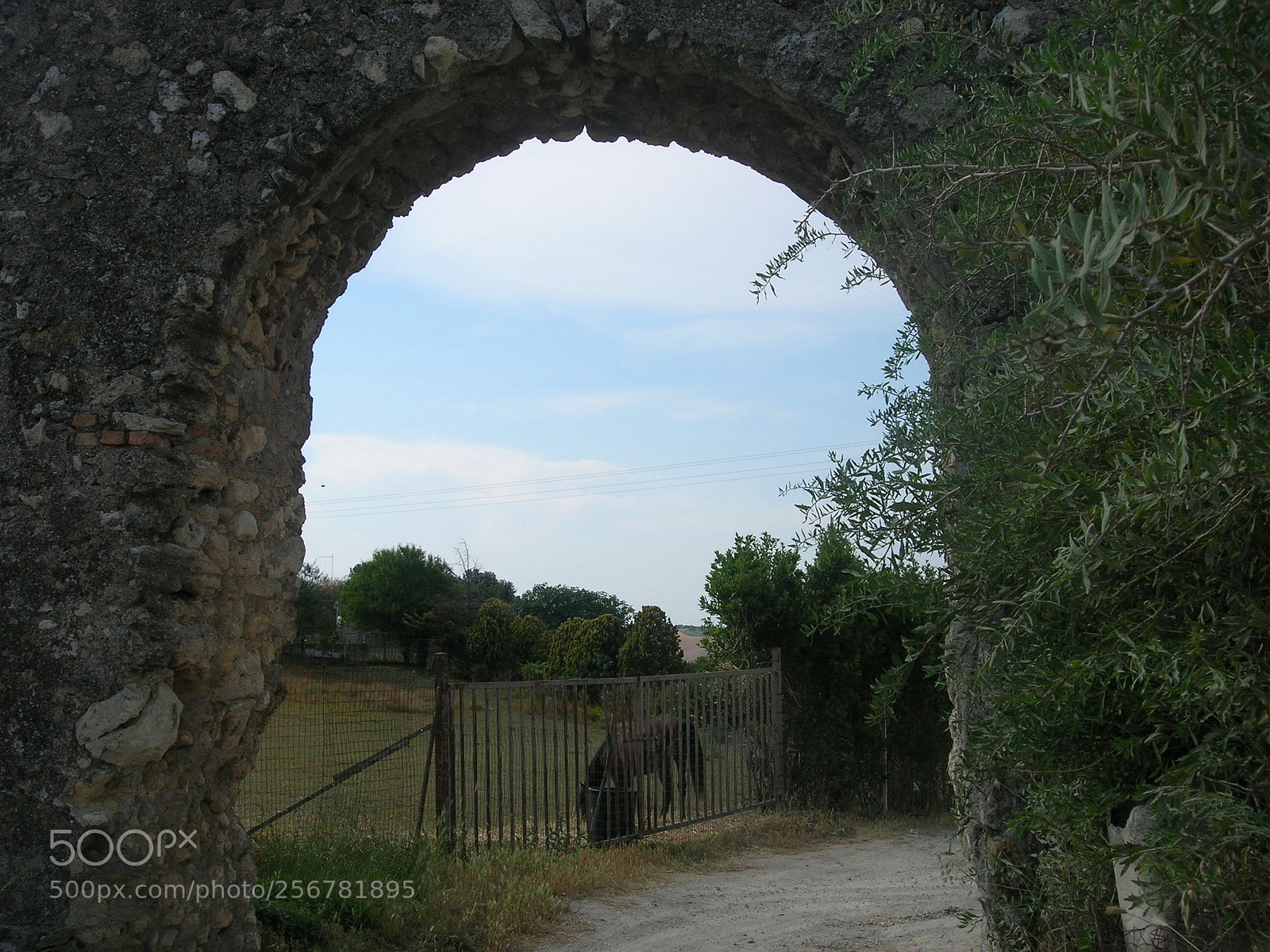 Nikon E5900 sample photo. Acquedotto romano con cavallo photography
