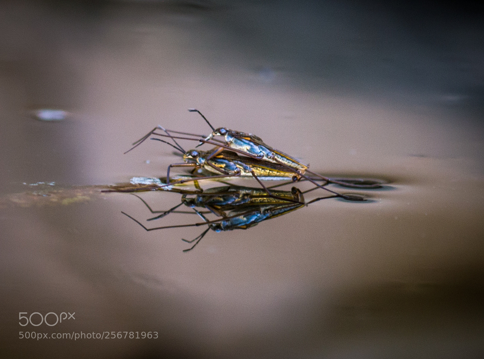 Nikon D3200 sample photo. Pond skaters (aquarius remigis) photography