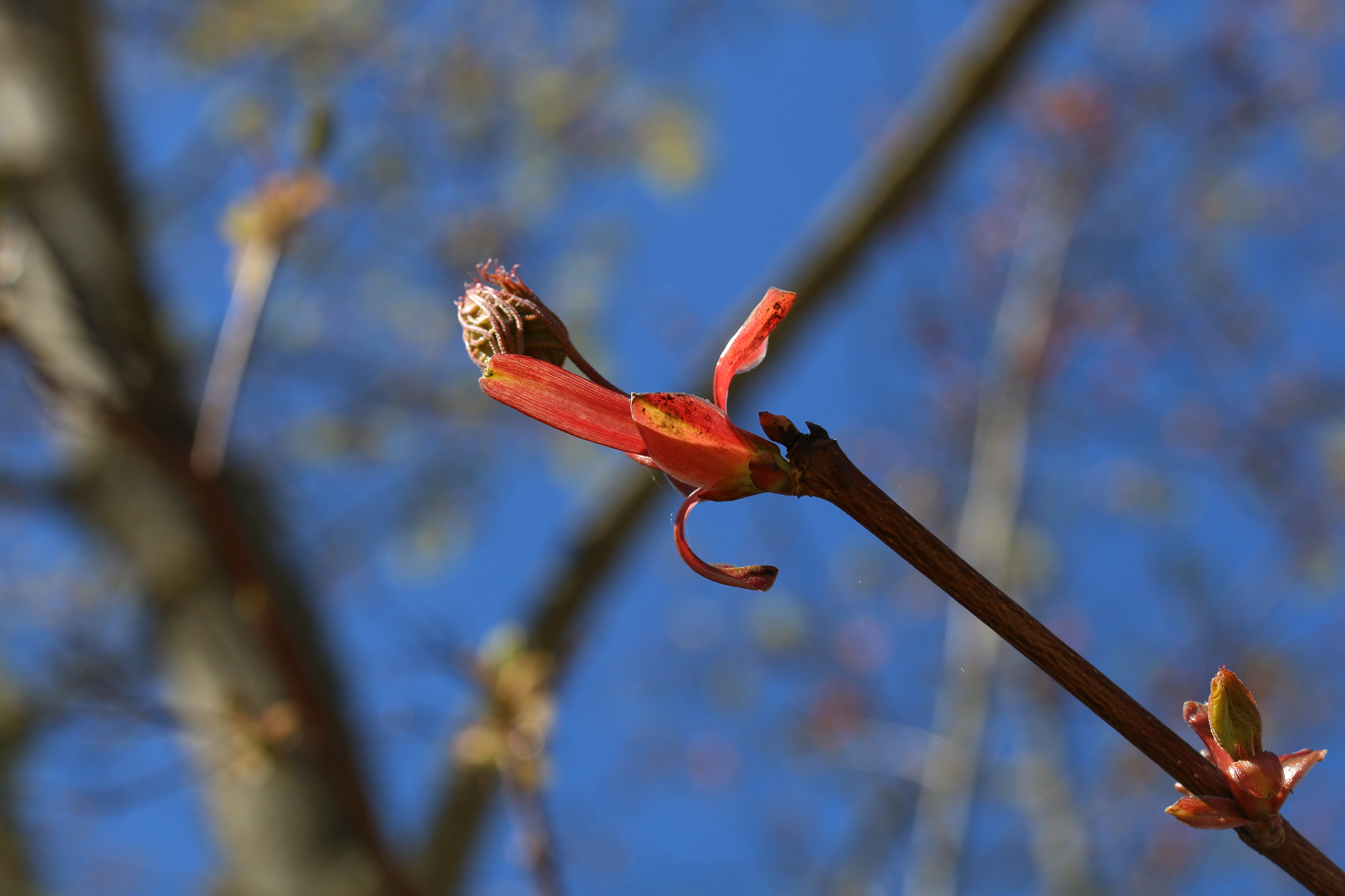 Canon EF-S 60mm F2.8 Macro USM sample photo