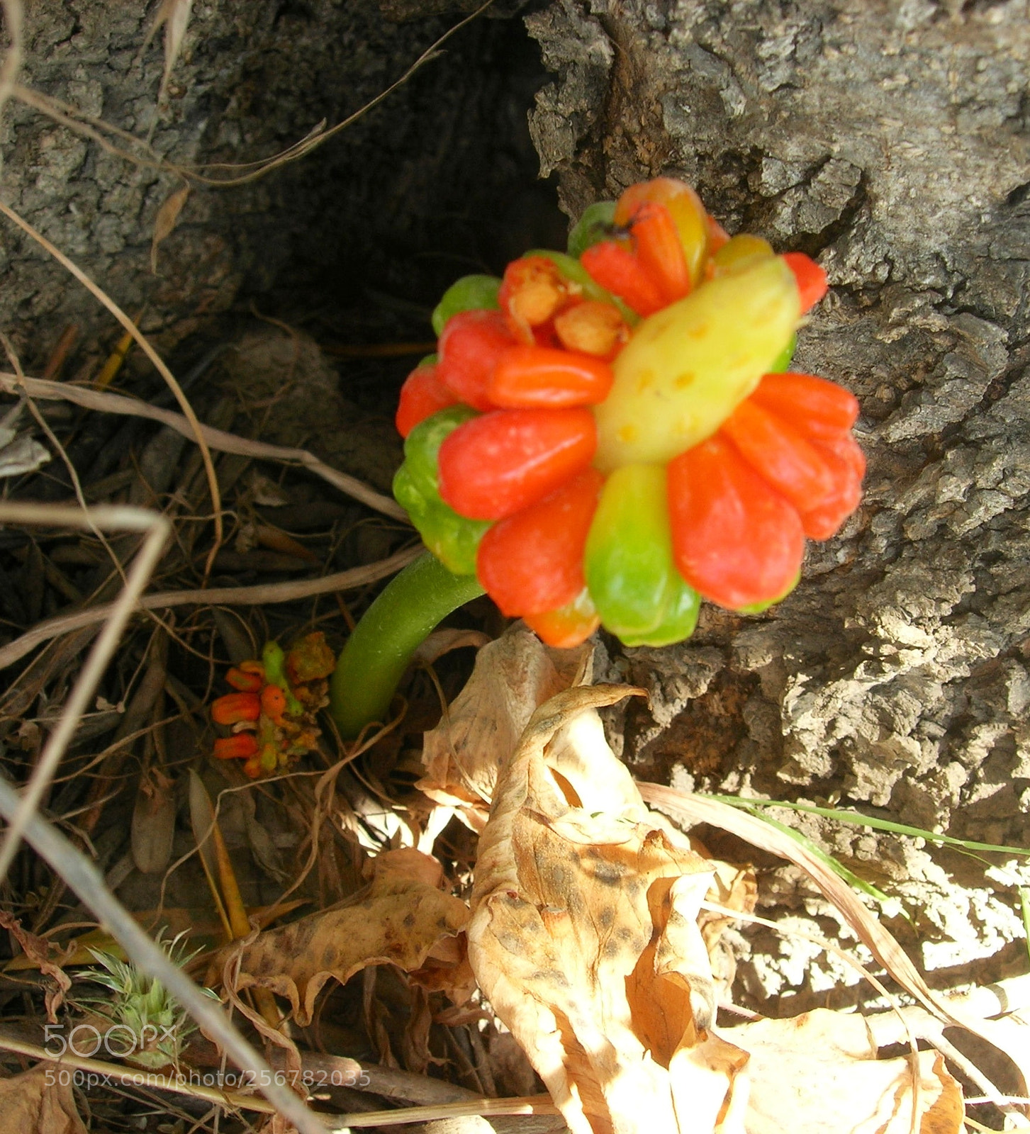 Nikon E5900 sample photo. Natura sarda photography