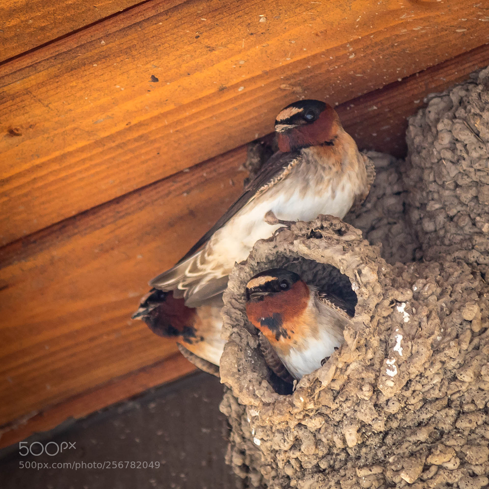 Canon EOS M10 sample photo. Cliff swallows photography