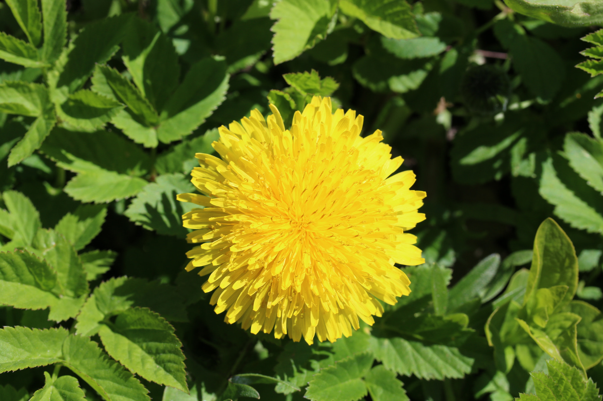 Canon EF-S 60mm F2.8 Macro USM sample photo