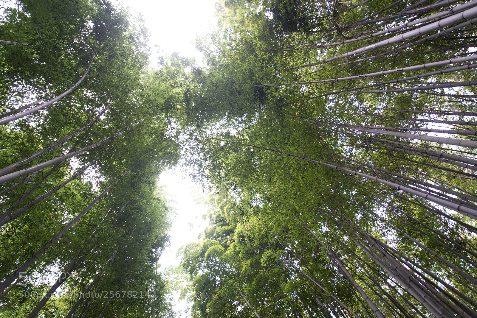 Nikon D610 sample photo. Beautiful arashiyama bamboo forest photography