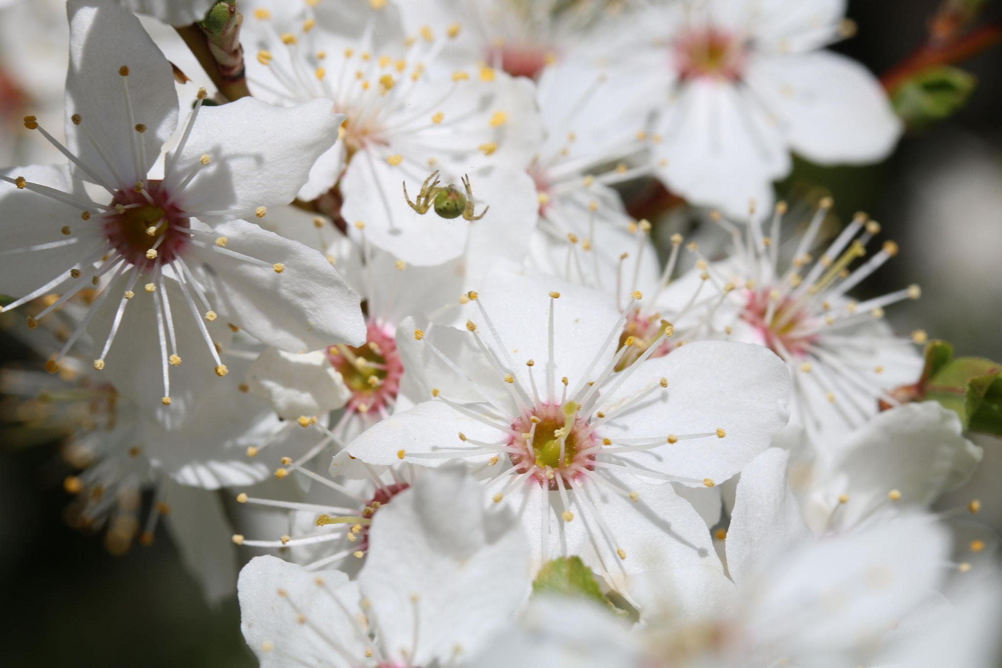 Canon EF-S 60mm F2.8 Macro USM sample photo