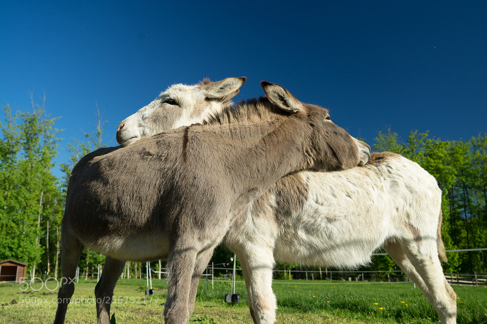 Sony a7 II sample photo. Donkeys in love photography