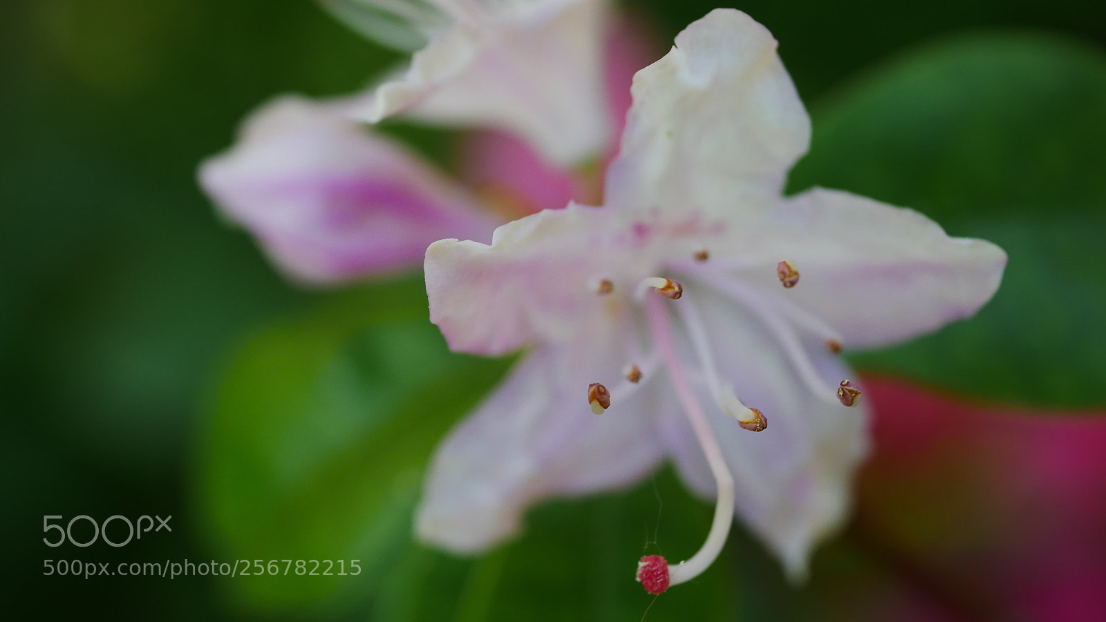 Panasonic DMC-G70 sample photo. Untitled photography