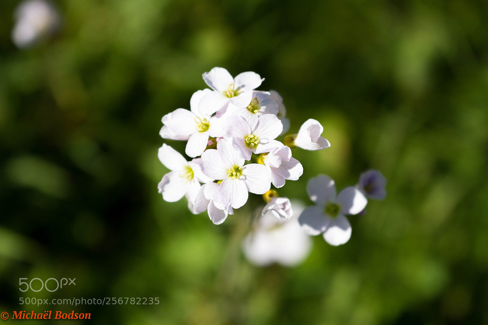 Canon EOS 7D sample photo. Fleur photography