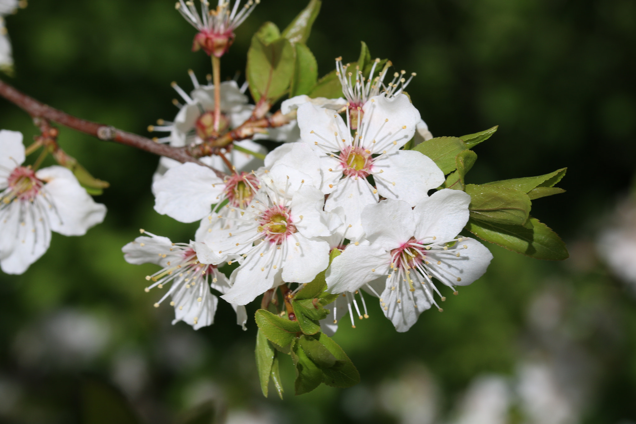 Canon EF-S 60mm F2.8 Macro USM sample photo