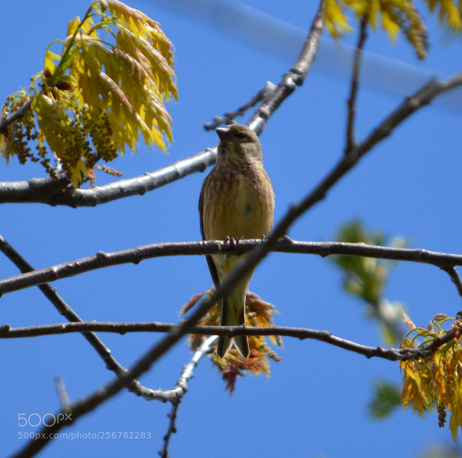 Nikon D3200 sample photo. Linnet photography