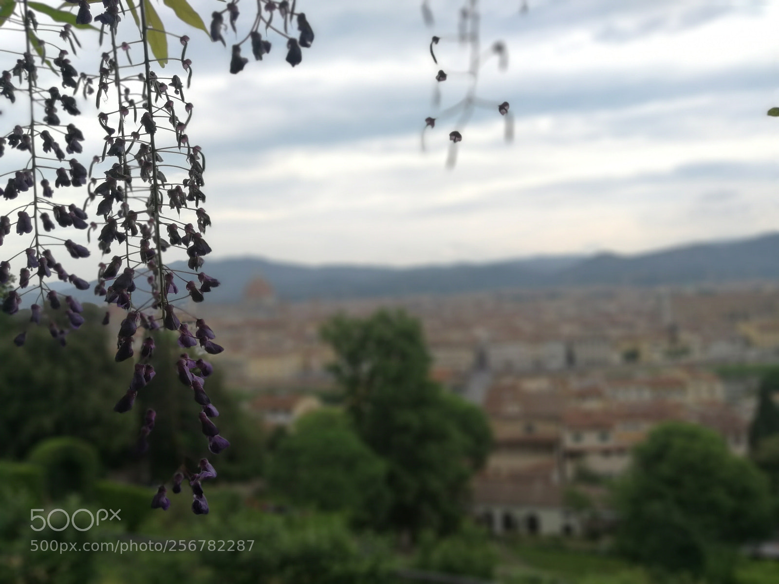 HUAWEI P10 Plus sample photo. Wysteria in florence photography