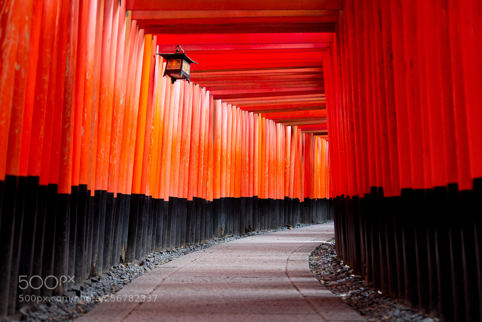 Nikon D610 sample photo. Red torii of fushimi photography