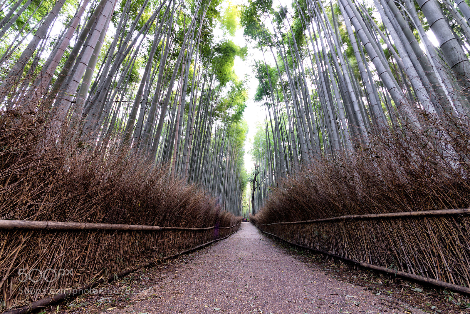 Nikon D610 sample photo. Beautiful arashiyama bamboo forest photography