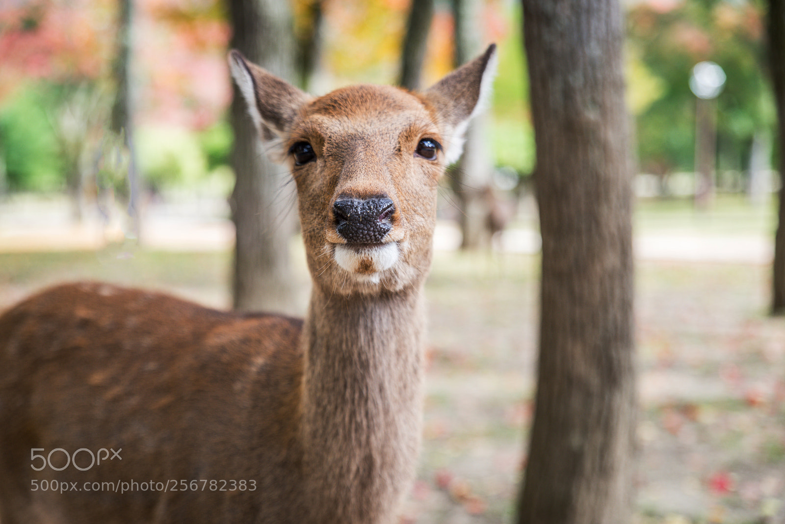 Nikon D610 sample photo. Sacred sika deers nara photography