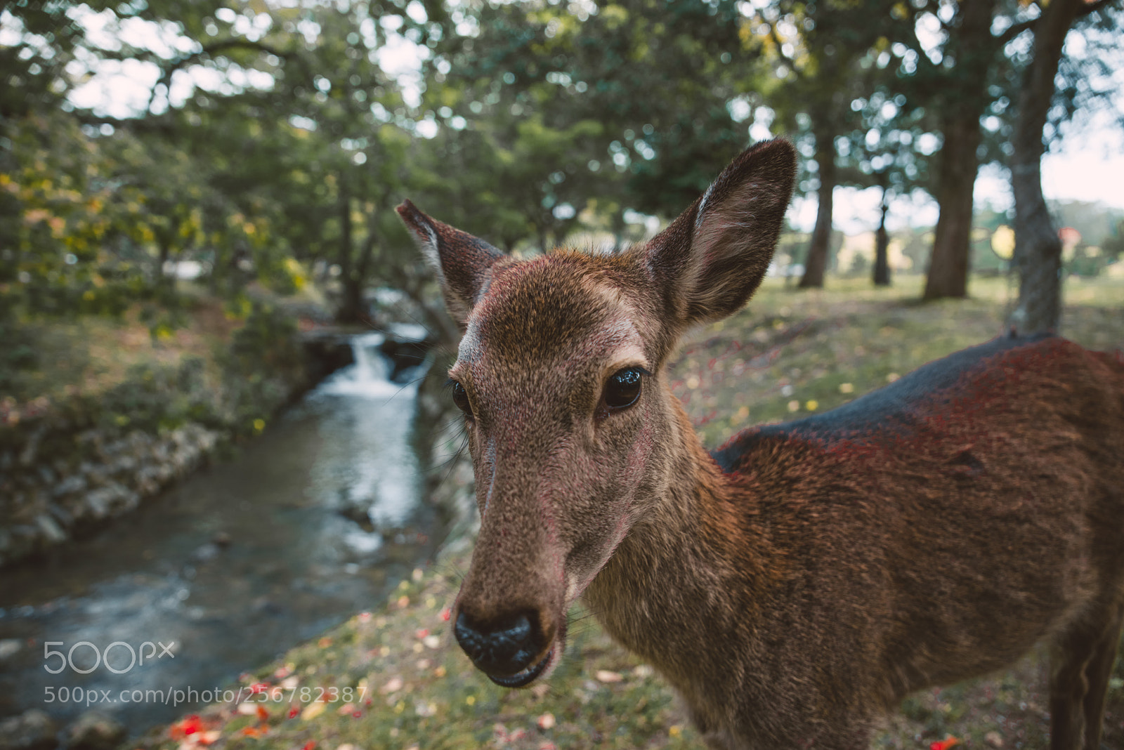 Nikon D610 sample photo. Sacred sika deers nara photography