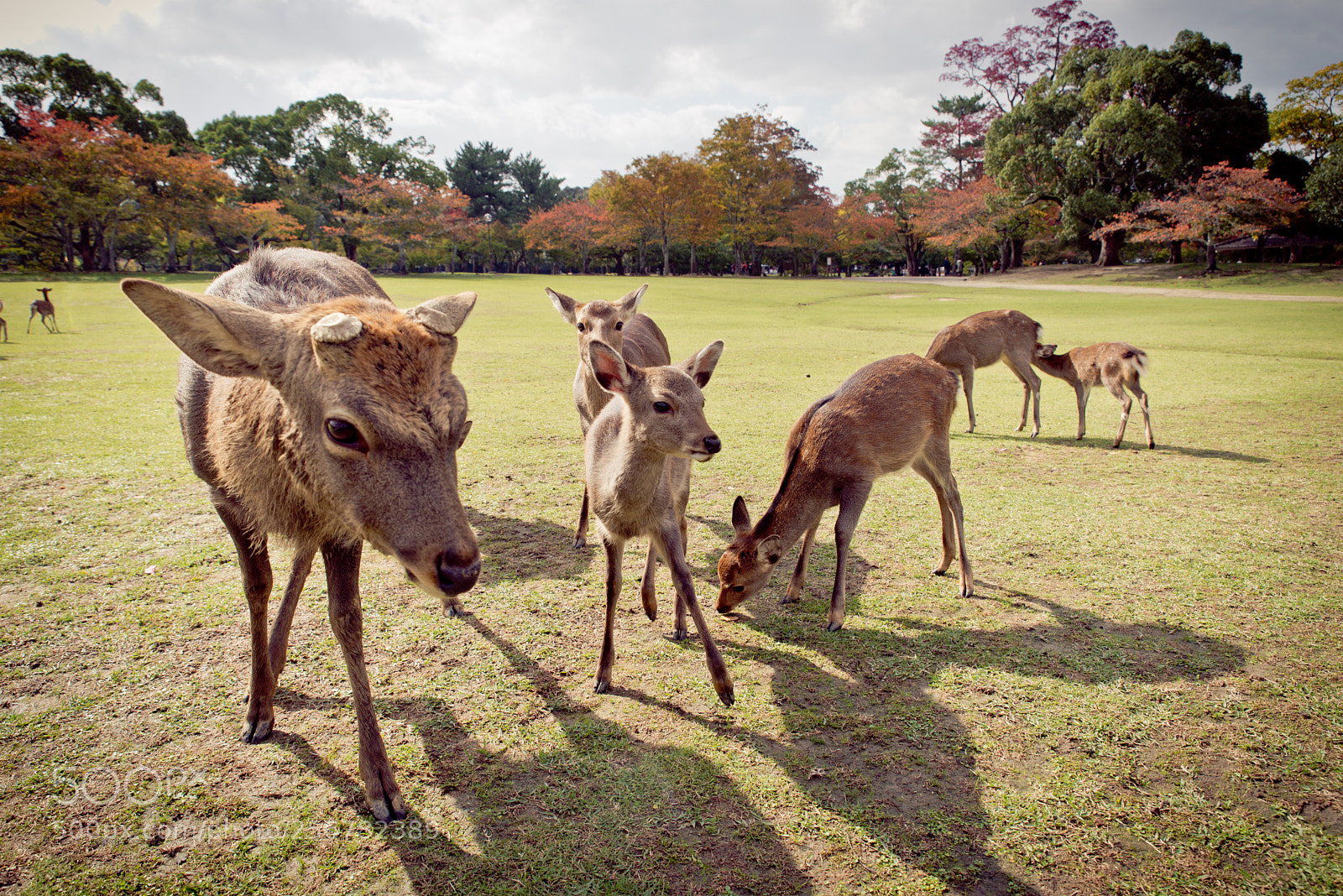 Nikon D610 sample photo. Sacred sika deers nara photography