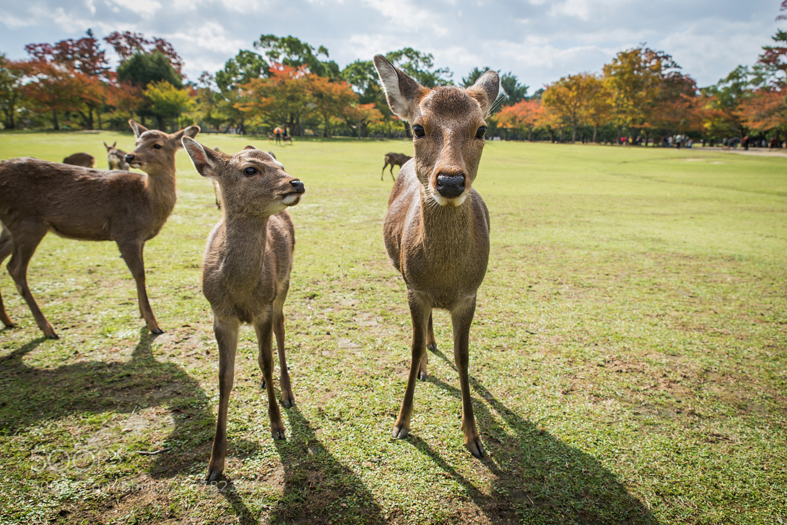 Nikon D610 sample photo. Sacred sika deers nara photography
