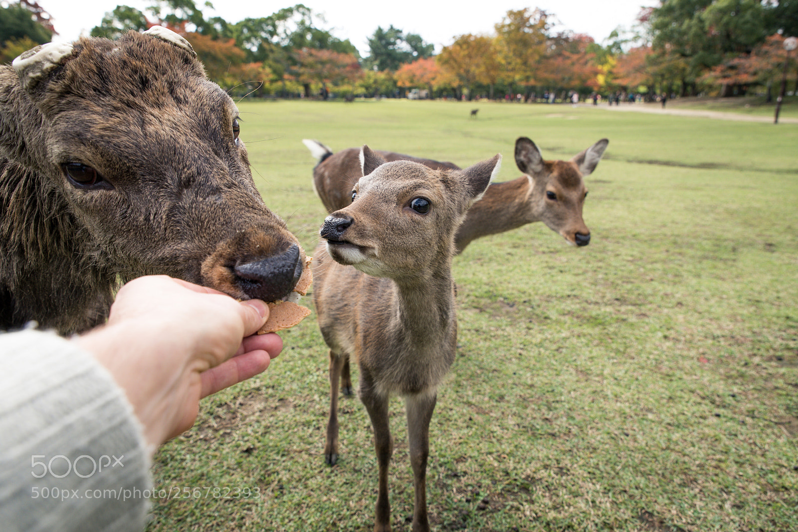 Nikon D610 sample photo. Sacred sika deers nara photography