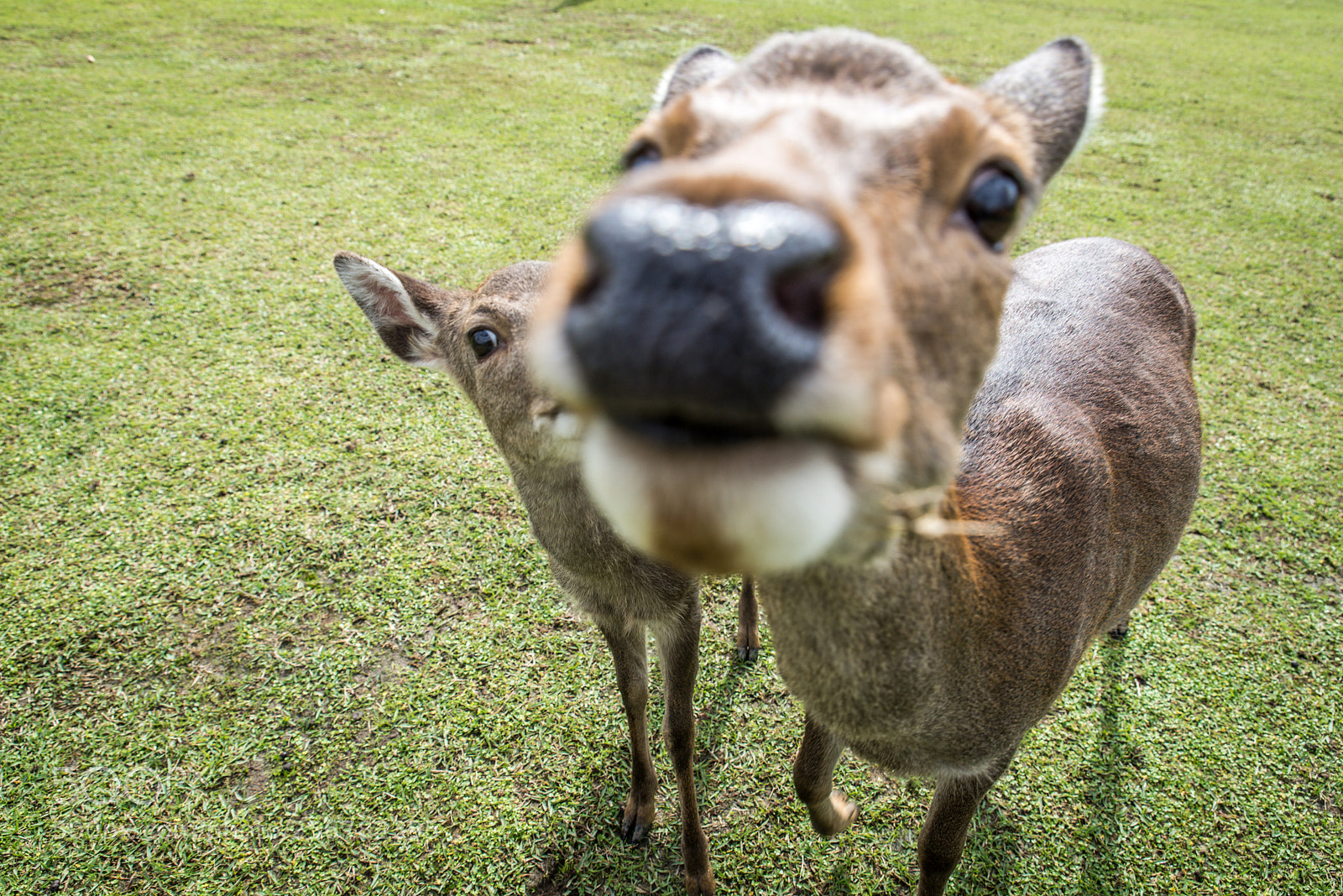 Nikon D610 sample photo. Sacred sika deers nara photography